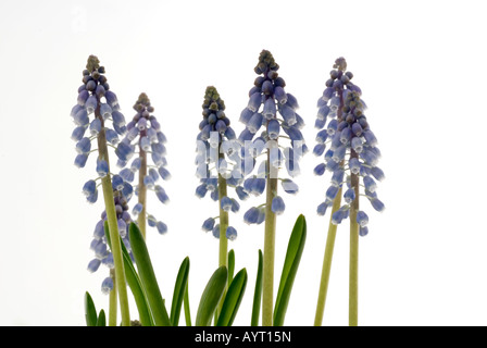 Amido Giacinto di uva (Muscari neglectum) blossoms, macro shot Foto Stock