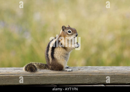 Golden-Massa mantled scoiattolo (Spermophilus lateralis) alimentazione, il Parco Nazionale di Yellowstone, Wyoming USA Foto Stock