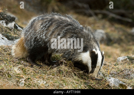 Eurasian o europeo (Badger Meles meles), Gamma Karwendel, Tirolo, Austria, Europa Foto Stock