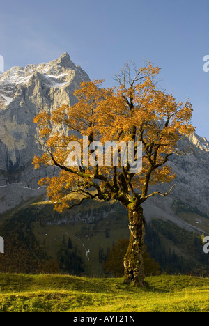 Acero di monte (Acer pseudoplatanus), Gamma Karwendel, Alpi austriache, Tirolo, Austria, Europa Foto Stock