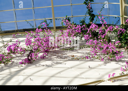 Bouganvillea con fiori viola salendo su una parete bianca di un conservatorio verso un cielo blu chiaro Foto Stock