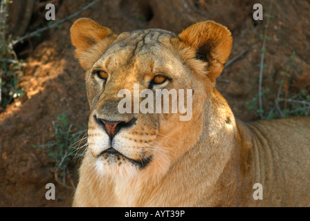 Lion (Panthera leo) in Italia del più grande zoo di Fasano, Puglia, Italia Meridionale Foto Stock