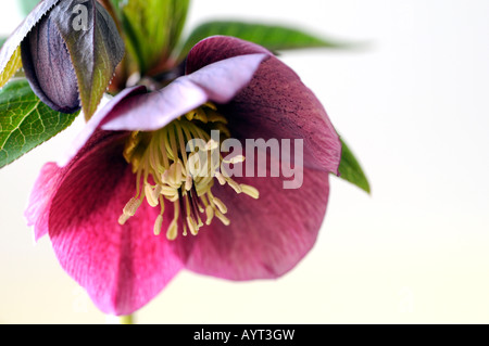 L'elleboro helleborus "blue lady' closeup close-up close up macro di un fiore aperto insieme contro uno sfondo grigio Foto Stock