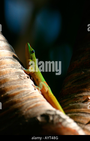 Polvere d oro giorno Gecko (Phelsuma laticauda) sul tronco di un albero di palma, Hawaii Foto Stock