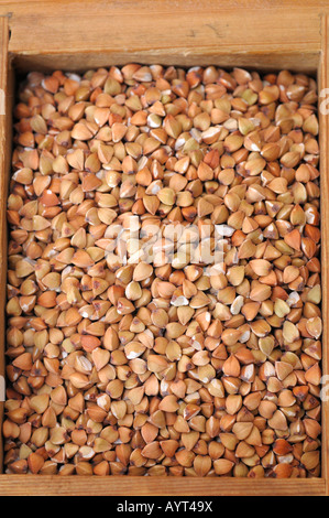 Il grano saraceno (Fagopyrum) in un piccolo cassetto in legno Foto Stock