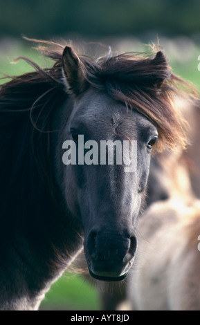 Dülmener Wildpferd cavalli selvaggi di Dülmen Germania Foto Stock