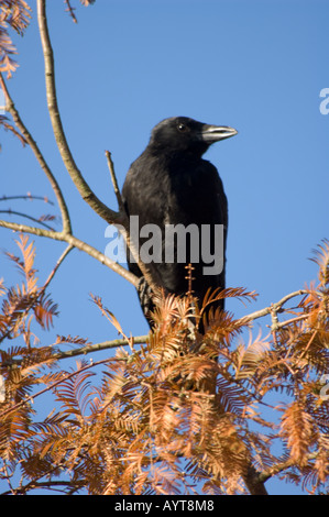 Rook Corvus frugilegus Foto Stock