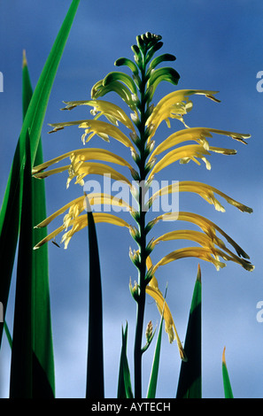 Chasmanthe Floribunda var. Duckittii (nome comune: Giallo Cobra Lily) Foto Stock