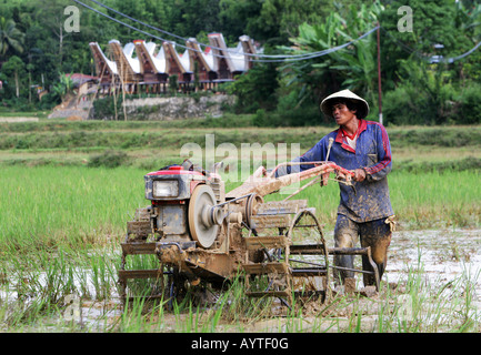 Indonesia, uomo arando campo di riso con un trattore, isola di Sulawesi vicino a Rantepao Foto Stock