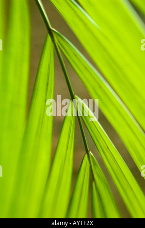 Foglie di palma, Costa Rica, vista da vicino Foto Stock