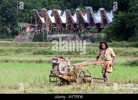 Indonesia, uomo arando campo di riso con un trattore, isola di Sulawesi vicino a Rantepao Foto Stock