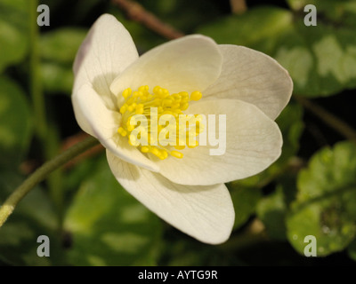 Anemone legno, Anemone nemorosa , Foto Stock