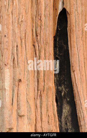 Tre giganteschi alberi di sequoia Foto Stock