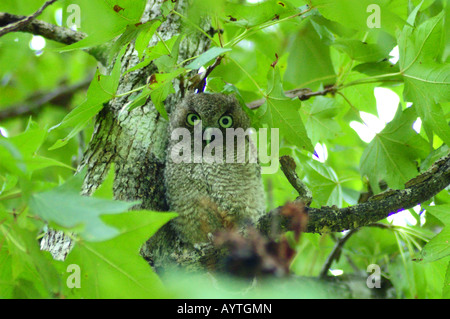 Un orientale civetta chick sull'albero. Texas, Stati Uniti d'America. Foto Stock