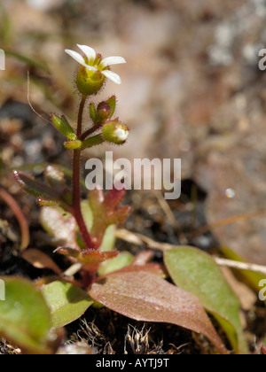 Rue lasciava Sassifraga, saxifraga tridactylites Foto Stock