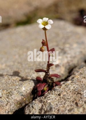 Rue lasciava Sassifraga, saxifraga tridactylites Foto Stock