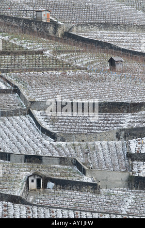 Scena del Lavaux swiss vigneti sulla riva del lago di Ginevra, in inverno dopo una leggera nevicata. Foto Stock