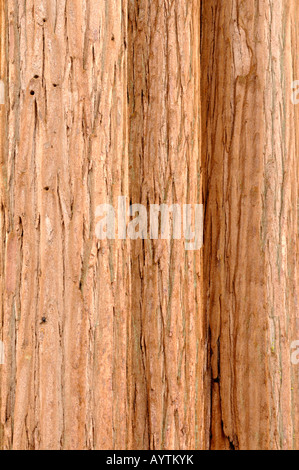 Tre giganteschi alberi di sequoia Foto Stock