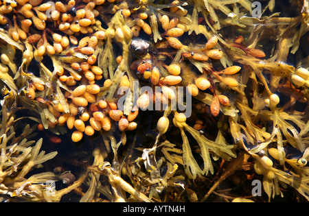 Il Fucus alga marina vicino alla costa del Mare Bianco su Bolshaya Muksalma Isola sulle isole Solovetsky, Russia Foto Stock