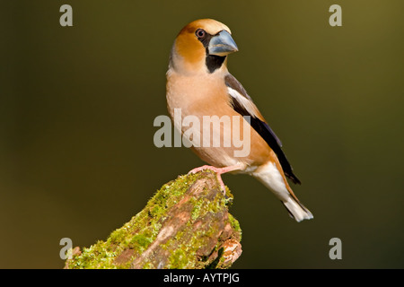 HAWFINCH Coccothraustes coccothraustes Foto Stock
