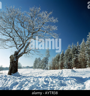 Winterlandschaft auf dem Schauinsland, Wetterbuche, Freiburg, Breisgau, Oberrhein, Schwarzwald, Baden-Wuerttemberg Foto Stock