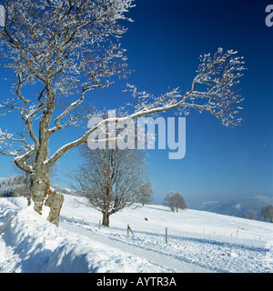 Winterlandschaft auf dem Schauinsland, Wetterbuchen, Freiburg, Breisgau, Oberrhein, Schwarzwald, Baden-Wuerttemberg Foto Stock