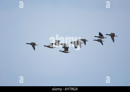 Brant oche in volo (Branta bernicla) Izembek National Wildlife Refuge, ALASKA Foto Stock