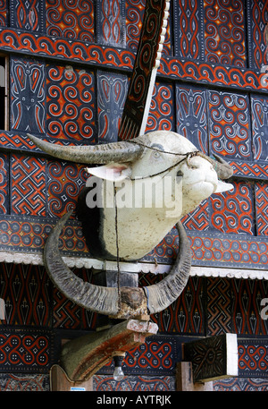 Indonesia: testa di Buffalo e corna imperniato ad una casa tradizionale Torajaland, Sulawesi Foto Stock