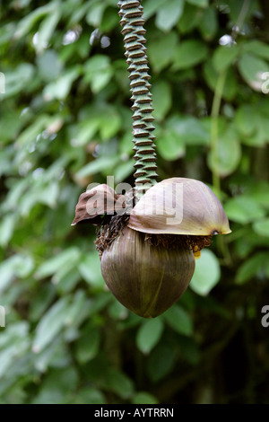 Banana giapponese Musa basjoo aka Hardy Banana in fibra, fibra giapponese Banana, Giapponese Hardy Banana Foto Stock