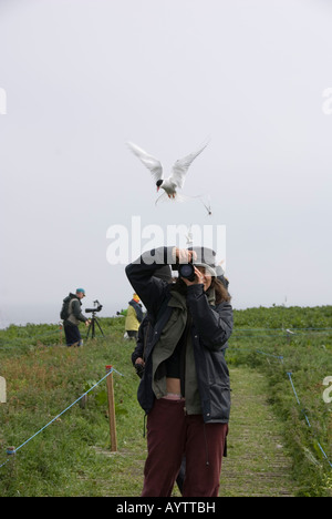 Fotografo di farne isole con artic Tern Foto Stock