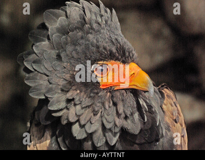 Aquila Bateleur Terathopius ecaudatus Foto Stock