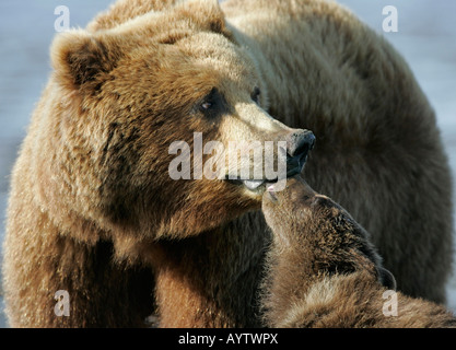 Un grizzly Bear Cub baci con affetto la sua madre. Katmai National Park, Alaska, Stati Uniti d'America. Foto Stock