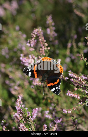 Red Admiral butterfly Vanessa Atalanta su heather fiori Foto Stock