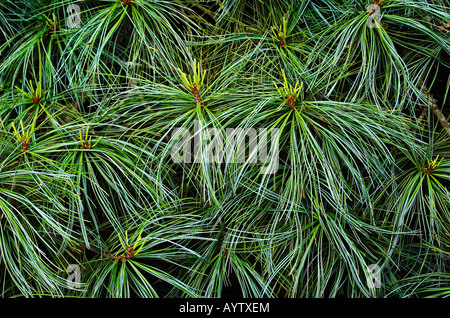 Pinus koraiensis coreano aghi di pino Foto Stock