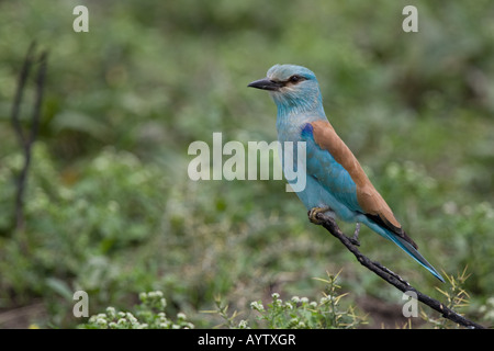 Rullo europea (Coracias garrulus) arroccato in una boccola nel Ndutu area del Ngorongoro Conservation Area della Tanzania Foto Stock