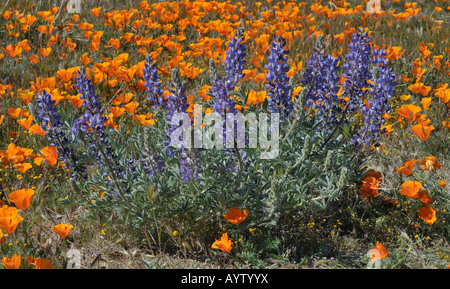 Di lupino, California papaveri, riserva di papavero Antelope Valley CA 080413 30197 Foto Stock