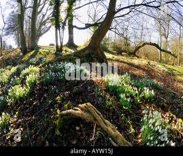 GB - GLOUCESTERSHIRE: Snowdrops in legno Hilcot vicino a Cheltenham Foto Stock