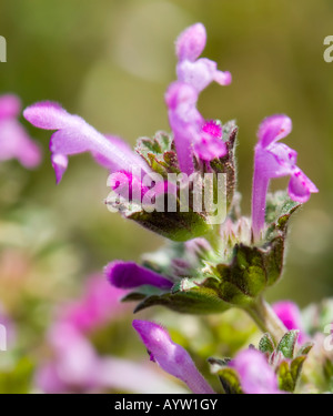 Viola Henbit, lamium amplexicaule, è un millefiori che è considerato un erbaccia quando esso si diffonde in tutto il vostro prato. Oklahoma, Stati Uniti d'America. Foto Stock