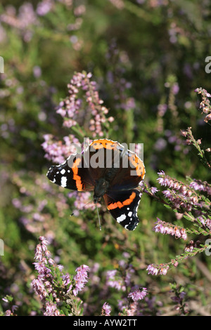 Red Admiral butterfly Vanessa Atalanta su heather fiori Foto Stock