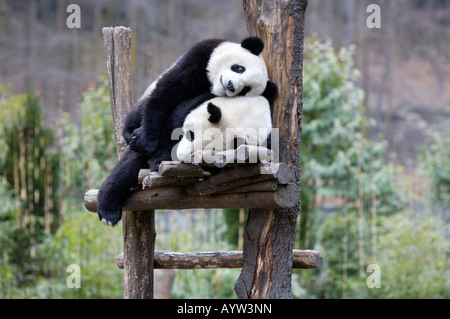 Giovane Panda Gigante Snuggling nella struttura ad albero, Wolong Centro di allevamento, nella provincia di Sichuan, in Cina Foto Stock