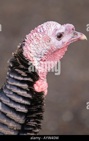 Domestico maschio turchia ritratto a Farrel McWhirter Park in Seattle Washington Foto Stock