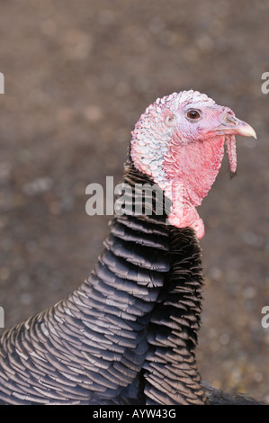 Domestico maschio turchia ritratto a Farrel McWhirter Park in Seattle Washington Foto Stock