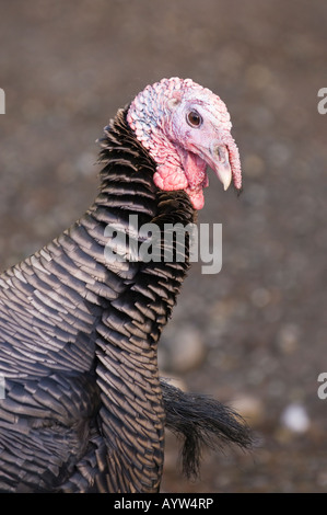 Domestico maschio turchia ritratto a Farrel McWhirter Park in Seattle Washington Foto Stock
