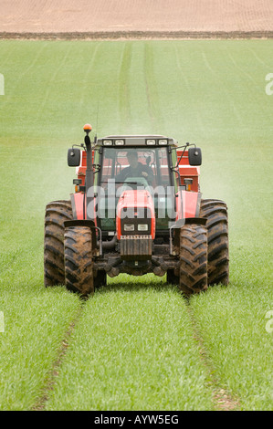 Agricoltore applicazione dei fertilizzanti di orzo invernale in primavera con il trattore con pneumatici larghi per ridurre compactation Penrith, Cumbria Foto Stock