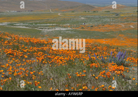 Riserva di papavero Antelope Valley CA 080413 30201 Foto Stock