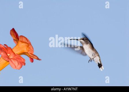 Una femmina di Ruby-throated Hummingbird alberga presso un Orange tromba fiore, Campsis radicans, con linguetta estesa. Oklahoma City, Oklahoma, Stati Uniti d'America. Foto Stock