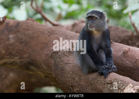 Blue Monkey (Cercopithecus mitis) su un log al Lago Manyara in Tanzania Foto Stock