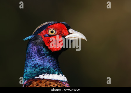 Close up di fagiano Phasianus colchicus Potton Bedfordshire Foto Stock