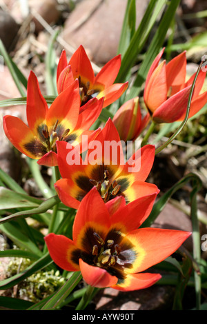 TULIPA piccola principessa Foto Stock