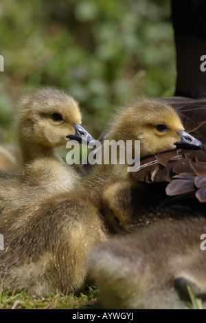 Canada Goose goslings sulla loro madri indietro Foto Stock